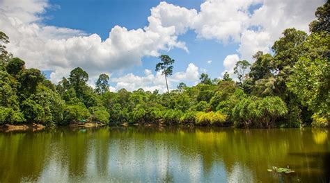 Visita Rainforest Discovery Centre En Sandakan Tours And Actividades