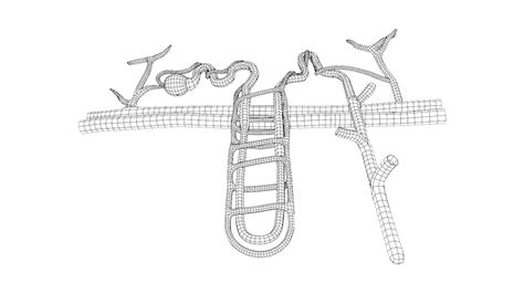 Kidney Nephron Structure Anatomy Medical 3D Model