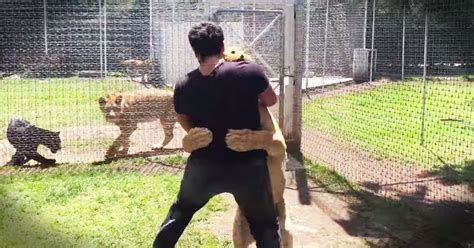 Lion is excited to see man who rescued her - Animals Video