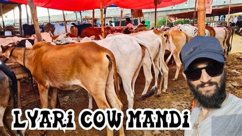 Lyari Cow Mandi Bakra Eid Update YouTube