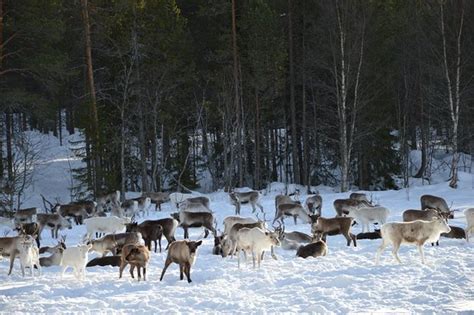 Norway Outdoors Guidede Turer Drevsjø Norge Anmeldelser