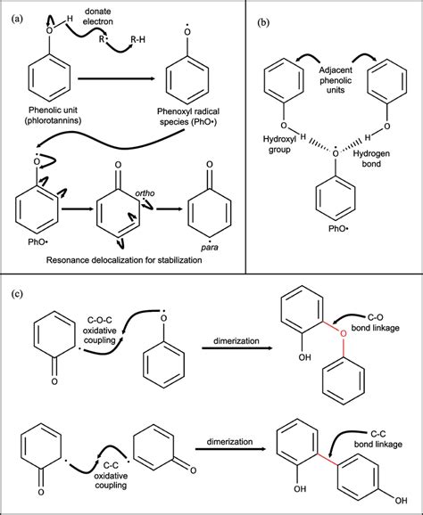 Radical Scavenging Mechanisms Of Phlorotannins A Upon Free Radical