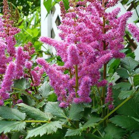 Каталог Многолетников Фото – Telegraph