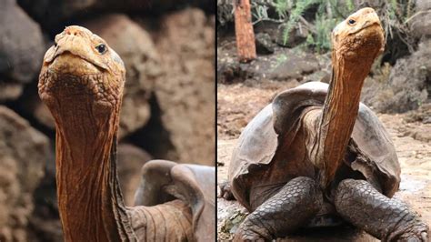 Sex Mad Tortoise Saved His Species From Extinction After Fathering 800