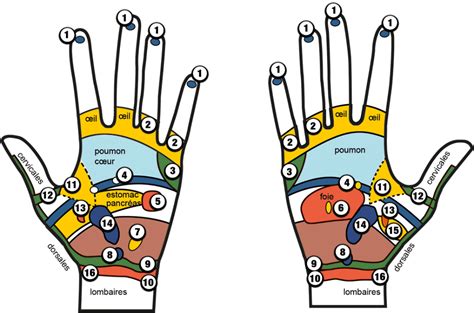 Reflexologie Palmaire Reflexologie Palmaire Palmaire Reflexologie