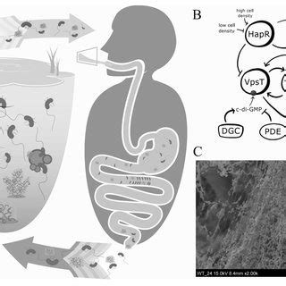 Role Of Biofilms In V Cholerae Survival Transmission And