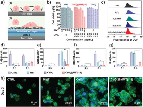 Cell Viability Scavenging Ros And Regulating The Polarization Of