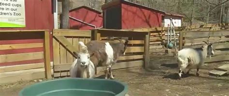 Binghamton Zoo opens for 2018 season