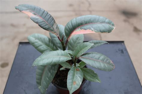 Ficus Ruby Tri State Foliage Prebook Shop