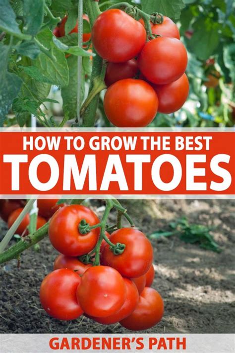 Best Tomatoes To Grow In Va At Lulu Rosen Blog