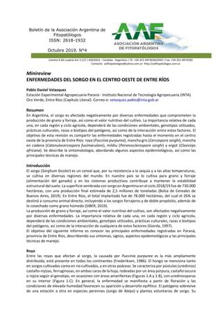 Enfermedades Del Sorgo En El Centro Oeste De Entre R Os Pdf