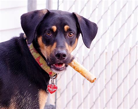 DIY Diabetic Dog Treats | The Salty Pot