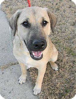 Westfield, MA - Anatolian Shepherd. Meet Bella a Pet for Adoption.