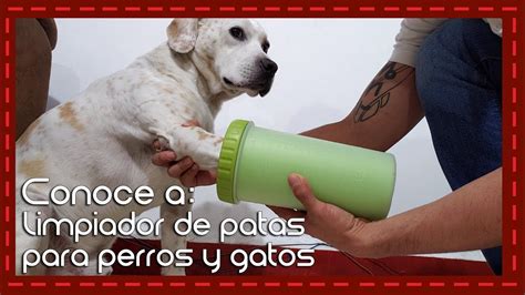 Limpiador Desinfectante De Patas Para Perros Y Gatos Coronavirus Youtube