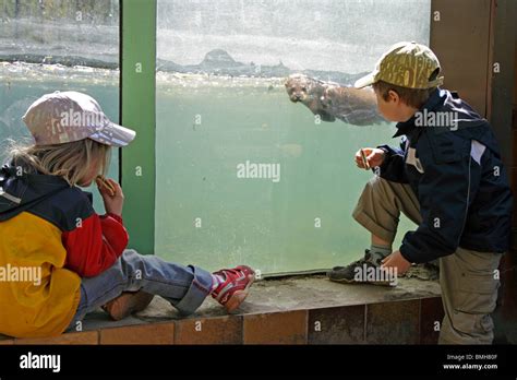 Young Boy And Girl Watching A European Otter Swim By At A Zoo Stock