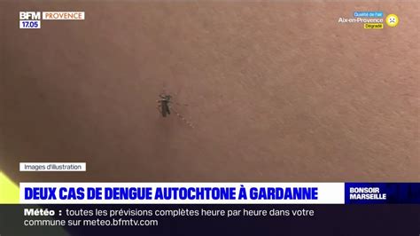 Bouches Du Rh Ne Deux Cas De Dengue Autochtone D Couverts Gardanne