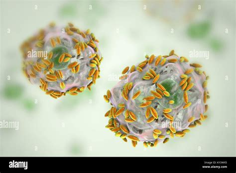 Bacterial Vaginosis Computer Illustration Of Gardnerella Vaginalis Bacteria Rods Attached To