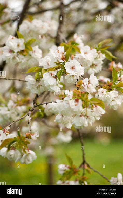 White Flowering Cherry Shirotae Hi Res Stock Photography And Images Alamy