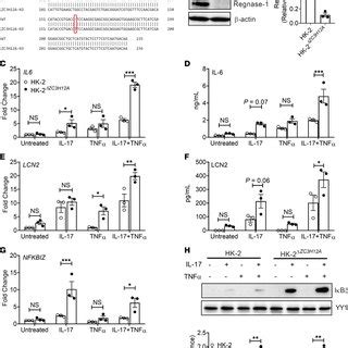 Increased Inflammatory Gene Expression And Cell Infiltration In The