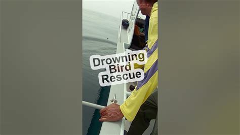 Saving Drowning Bird At Sea Shorts Youtube