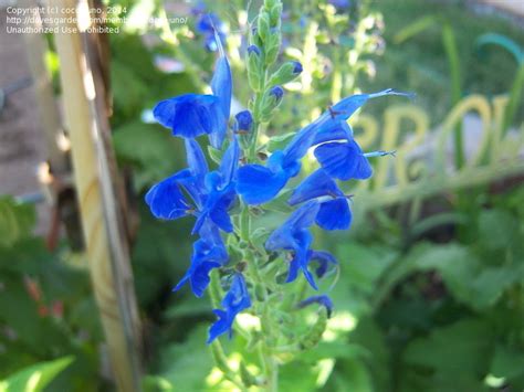 Plantfiles Pictures Salvia Species Arrow Leaf Sage Salvia Sagittata