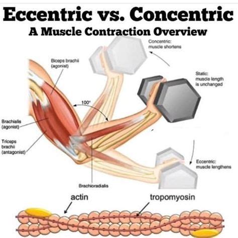 7 Eccentric & Concentric movements ideas | concentric movement ...