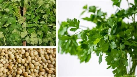 Beneficios Y Usos Del Cilantro En La Cocina Y La Salud