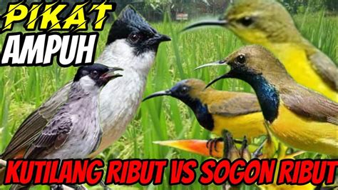 Suara Pikat Kutilang Ribut Vs Sogon Ribut Terbukti Ampuh Suara Pikat