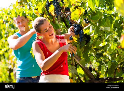 El Hombre Y La Mujer Viticultor Cogiendo Uvas A Cizalla En El