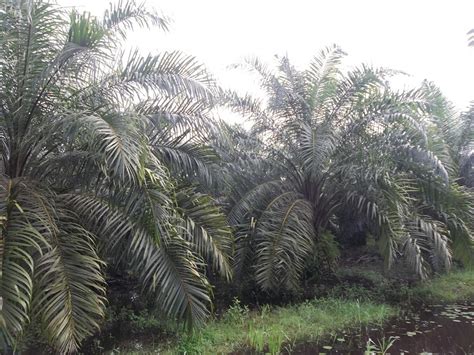 Panduan budidaya kelapa sawit – Agrokompleks Kita