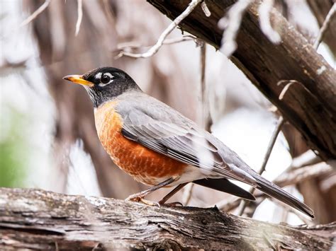 American Robin Bird - Billu