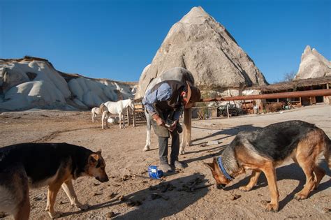 Turkeys Cappadocia The Land Of Fine Horses Daily Sabah