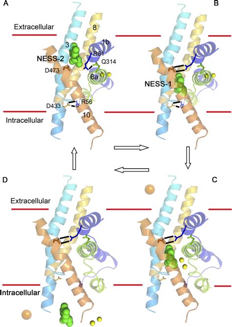 A Schematic Diagram Of The Proposed Substrate Transport Mechanism For