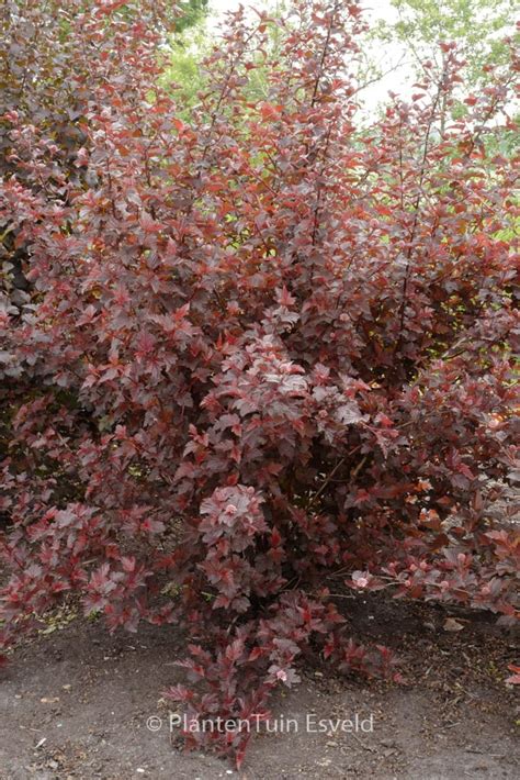 Physocarpus Opulifolius ‘tuilad Lady In Red Plantentuin Esveld