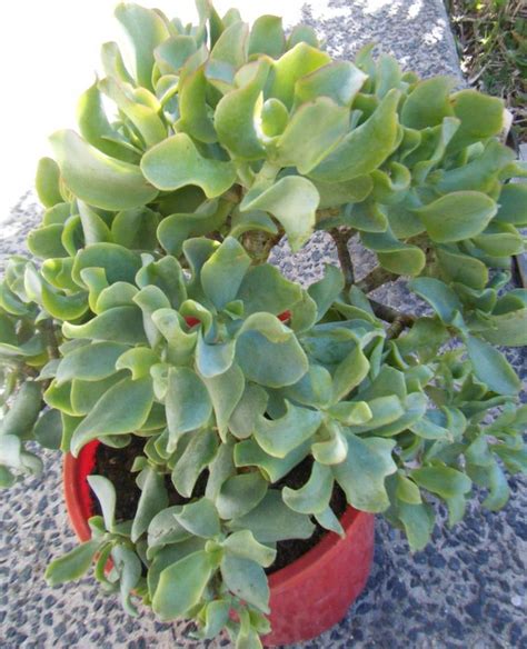 Crassula Arborescens Undulatifolium Blue Waves Jade Plants Cacti And Succulents Succulents