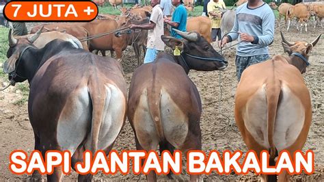 7 JUTA HARGA SAPI JANTAN BAKALAN YouTube