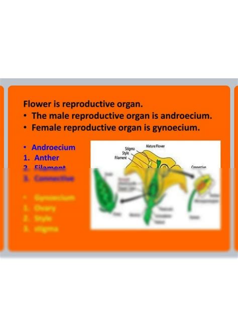 Solution Reproduction In Lower And Higher Plant Ppt 1 Studypool