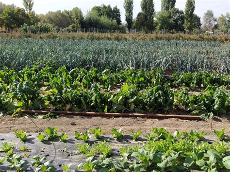 Por Qu La Agroecolog A Es El Camino Hacia La Sostenibilidad Agr Cola