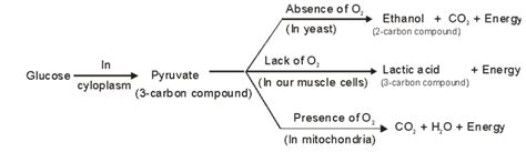 Cbse Th Biology Life Processes Respiration Cbse Tutorials