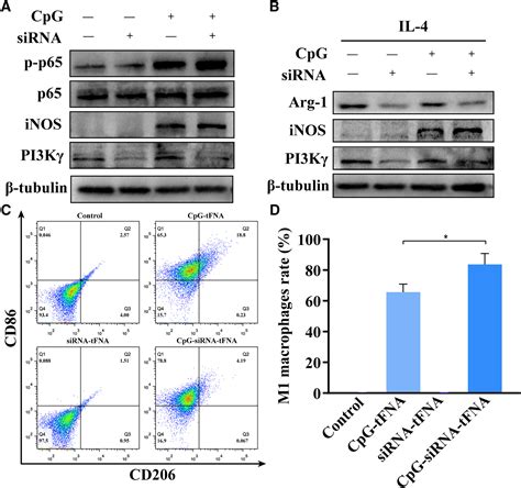 Self Assembled Tetrahedral Framework Nucleic Acid Mediates Tumor