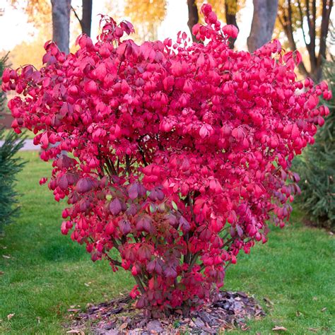 Fusain ailé nain Euonymus alatus Compactus Bio Le Bourgeon