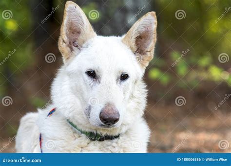 White German Shepherd Dog Portrait Stock Photo Image Of Sheperd