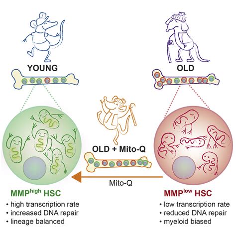 Mitochondrial Potentiation Ameliorates Age Related Heterogeneity In