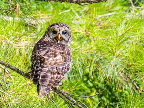 Why Do Owls Hoot Everything Explained Faqs Birdfact