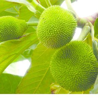 Fruits of Artocarpus camansi on the tree | Download Scientific Diagram