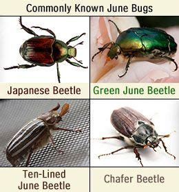 Interesting Facts About June Bugs June Bug Bugs Fun Facts