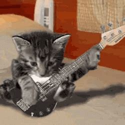 Cute Cat Playing Guitar GIF | GIFDB.com