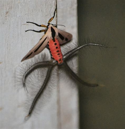 🔥 The Beautiful Baphomet Moth Creatonotos Gangis And Its Four