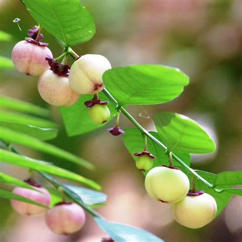 QAUZUY GARDEN 5 Katuk OIF8 Sauropus Androgynus Seeds Star Gooseberry