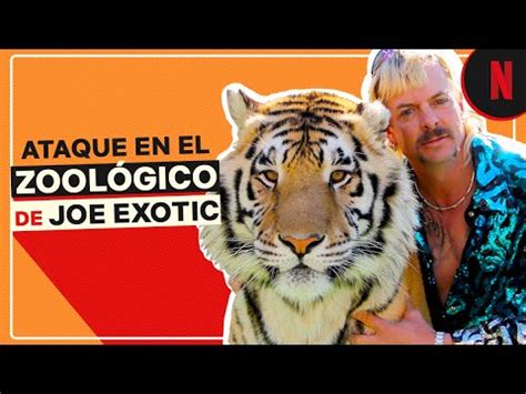 Tigre Ataca A Cuidadora Clip Rey Tigre Youtube